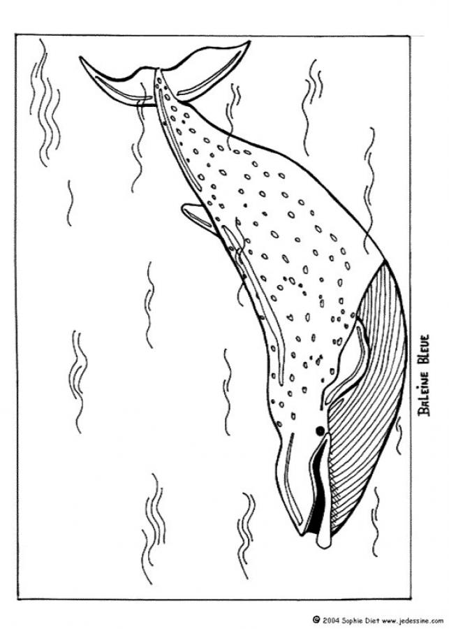 blue whale clip art. Whale coloring sheets