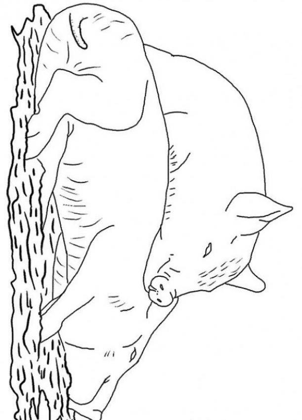babe the pig coloring pages - photo #10