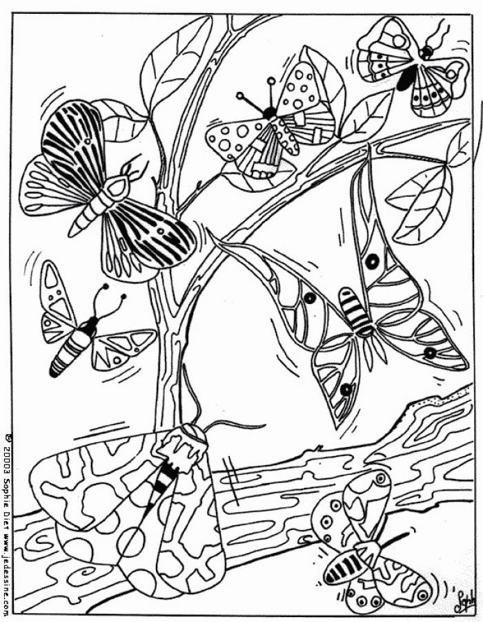 coloring pages of butterflies and. utterfly-coloring