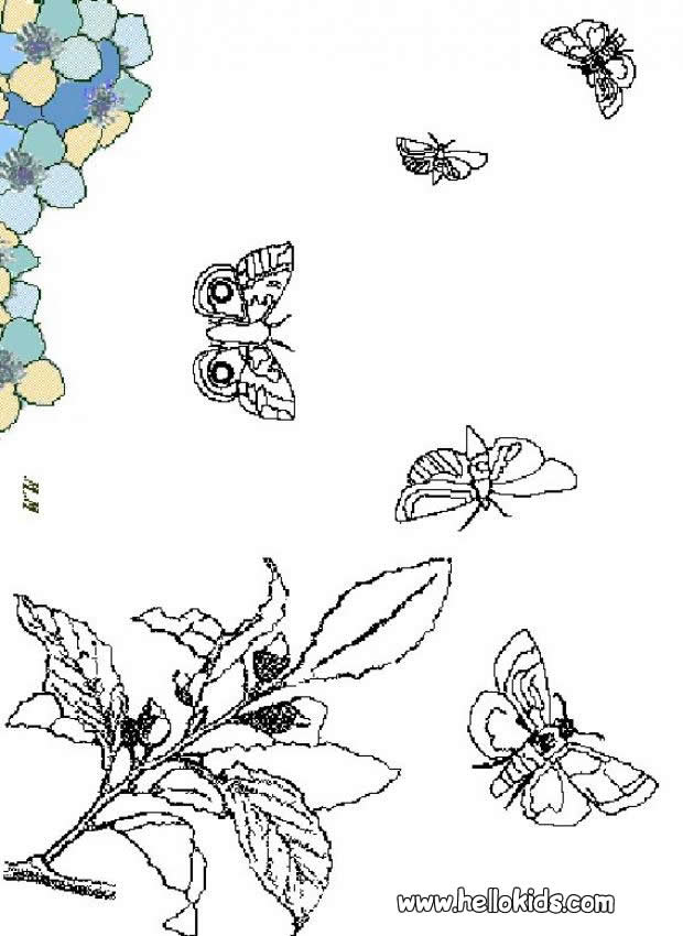 free coloring pages of flowers and butterflies. flight-of-utterfly-coloring