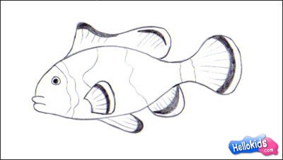 Fish Coloring Pages on Clown Fish Drawing Lessons4