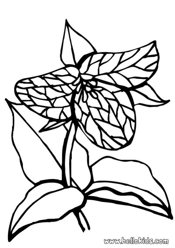 flower coloring pages for preschoolers. carnivore-flower-coloring-page