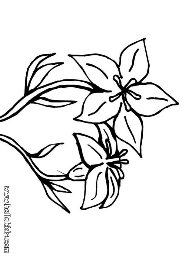 flower coloring pages. lily-flower-coloring-page