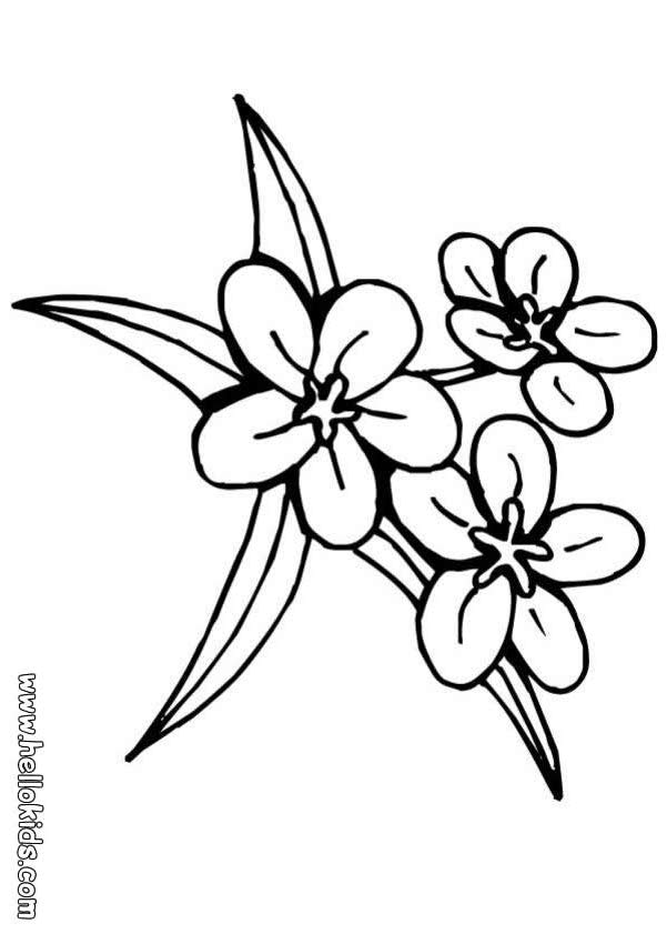 pictures of flowers to print and color