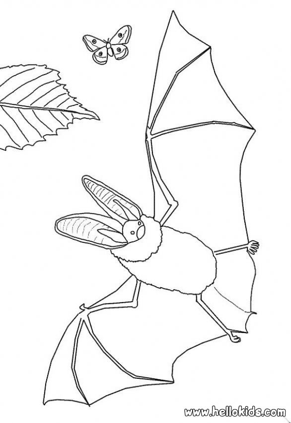 coloring pages of flowers and butterflies. free coloring pages of flowers