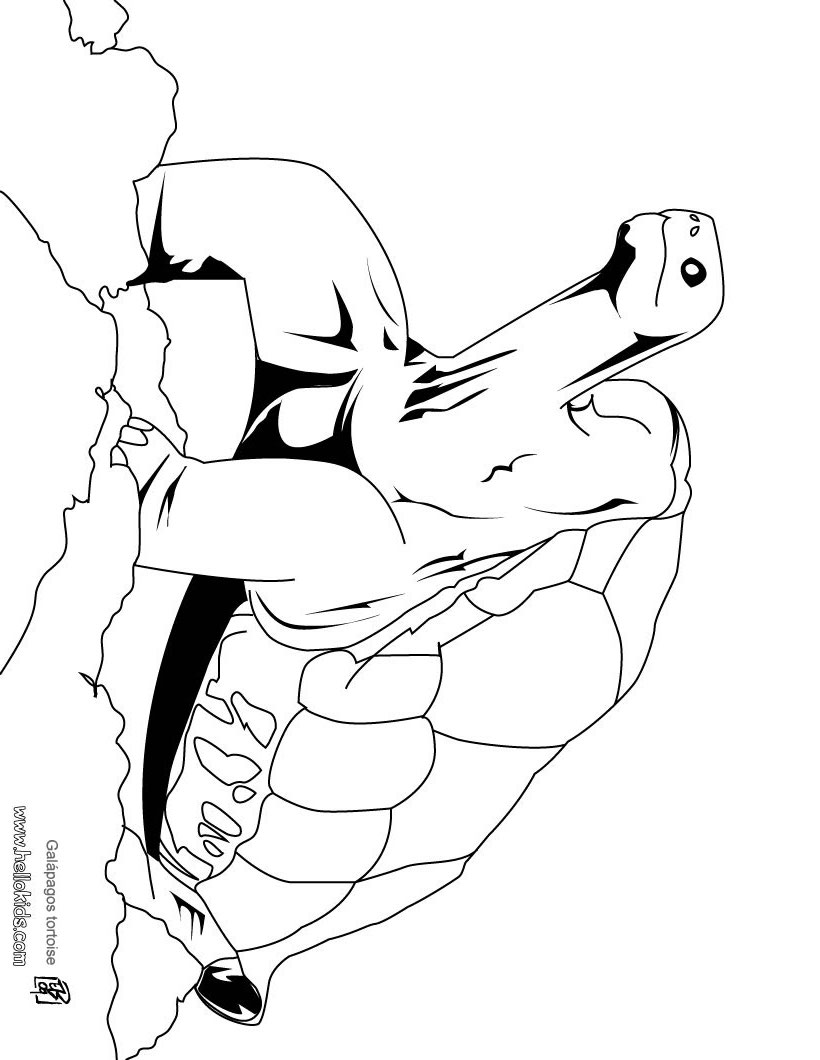 galapagos coloring pages turtle - photo #8