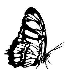 Butterfly Coloring Sheets on Butterfly Coloring Page   Coloring Page   Animal Coloring Pages
